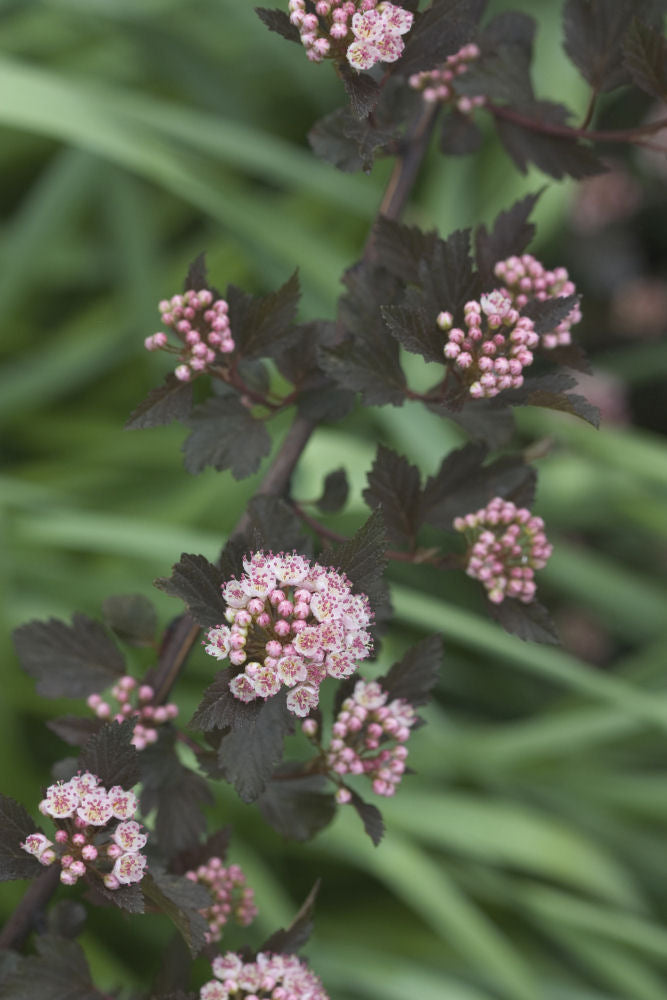 PHYSOCARPUS O. 'SMR WINE'®  G3 15" PW