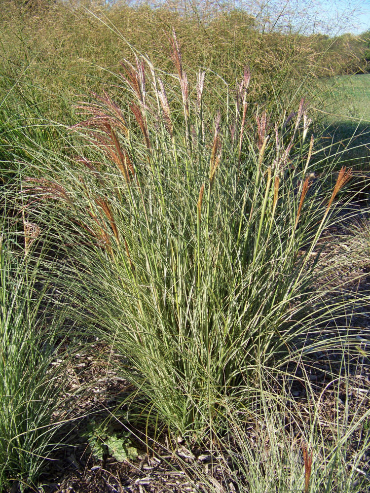 GRASS - M. S. 'MORNING LIGHT'  G3