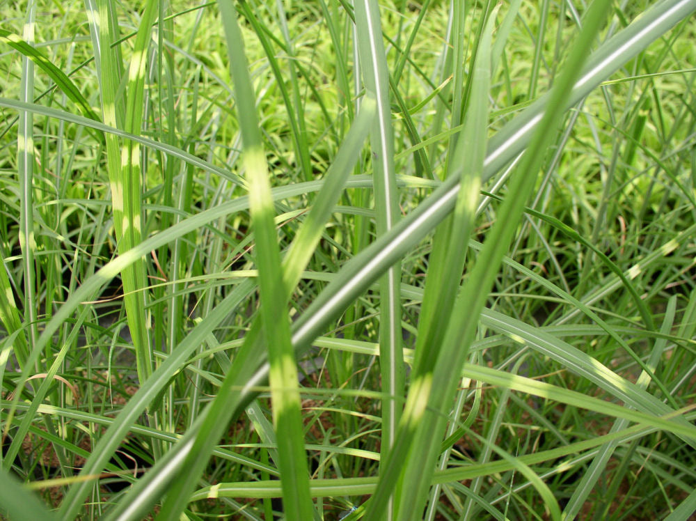 GRASS - M. S. 'ZEBRINUS'  G3
