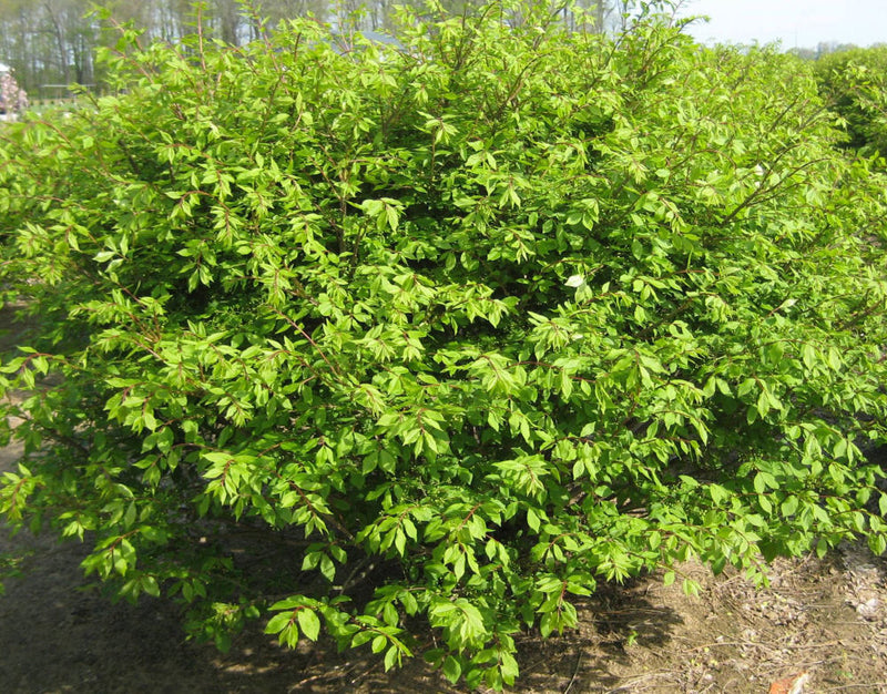 Dwarf Burning Bush (EUONYMUS ALATUS COMPACTUS) - 3 gallon 15"