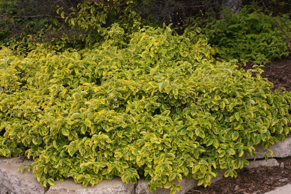 EUONYMUS FOR. 'GOLD SPLASH'®  G2 10" PW