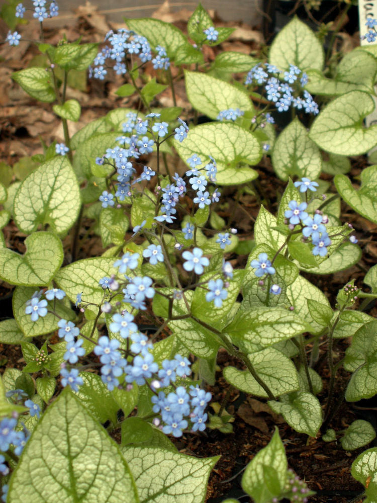 Jack Frost Siberian Bugloss (BRUNNERA M. JACK FROST) - 1 gallon