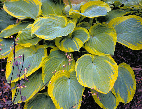 HOSTA 'EARTH ANGEL'  19CM PTW