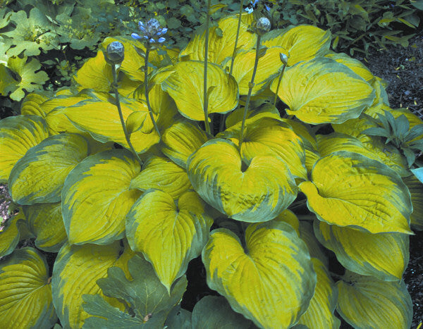 HOSTA 'OLD GLORY'  19CM PTW