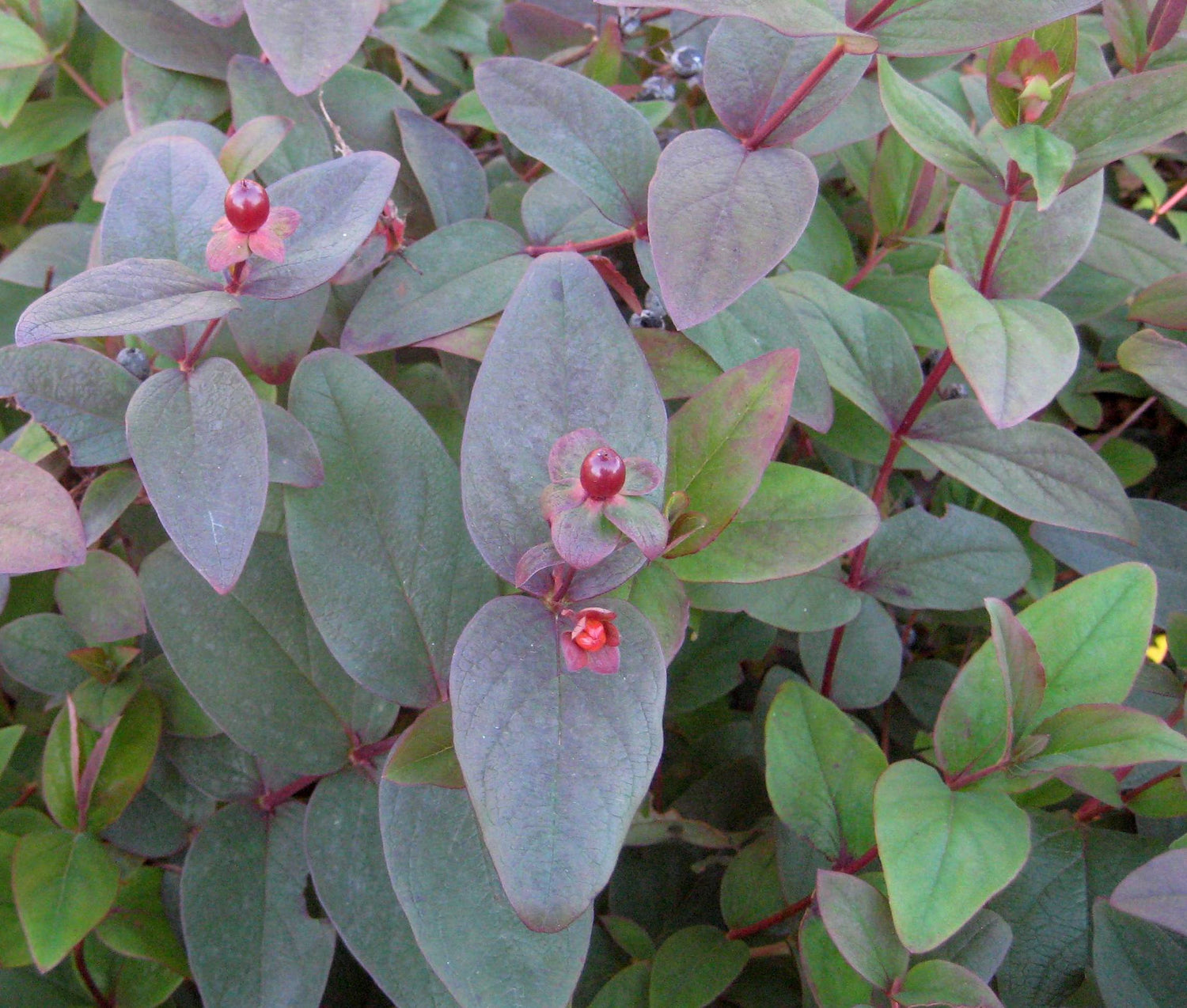 HYPERICUM X A. 'ALBURY PURPLE'  G2 12"
