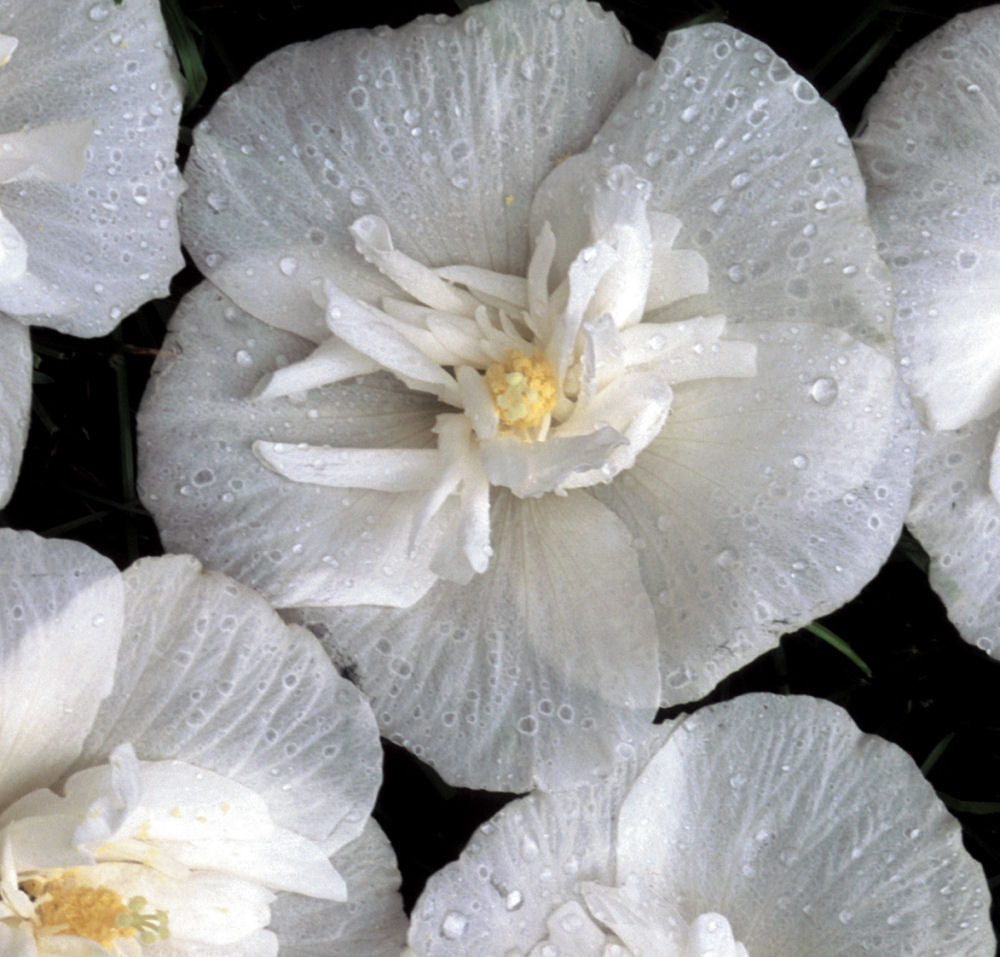 HIBISCUS S. 'WHITE CHIFFON'®  G3 30" P-TREE PW