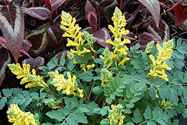 CORYDALIS 'CANARY FEATHERS'  19CM PTW
