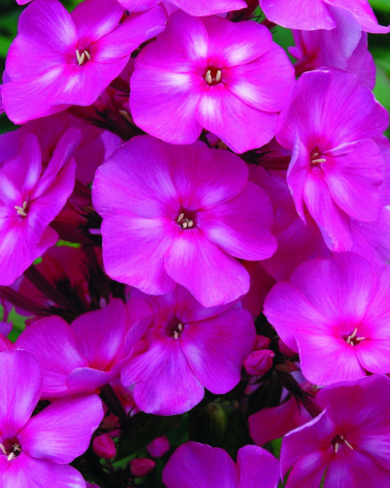 PHLOX PAN. 'BUBBLEGUM PINK'™  19CM PTW