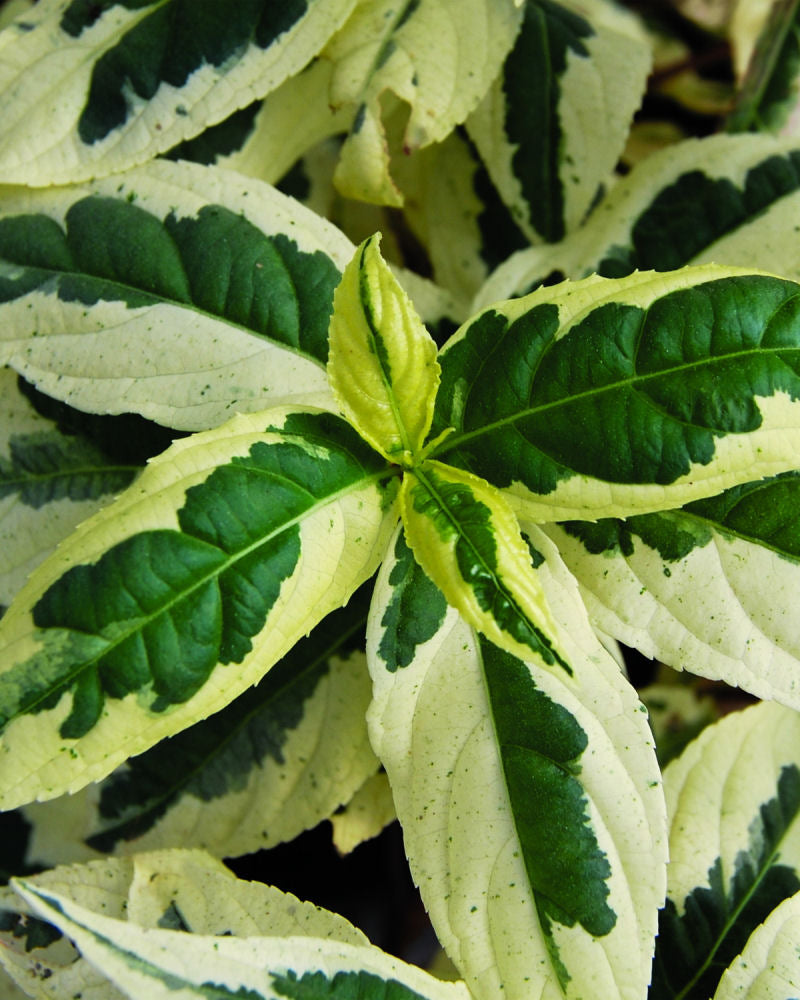 DIERVILLA 'COOL SPLASH'®  G3 12" FE
