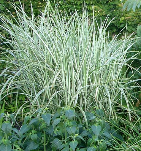 GRASS - M. S. 'RIGOLETTO'  G3