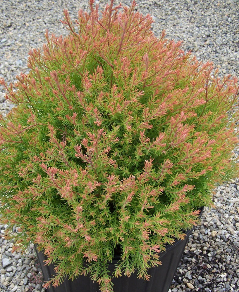 THUJA OCC. 'FIRE CHIEF'  G3 12" PTW