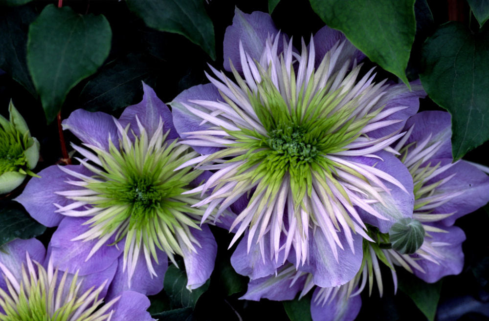 CLEMATIS 'CRYSTAL FOUNTAIN'  19CM RE
