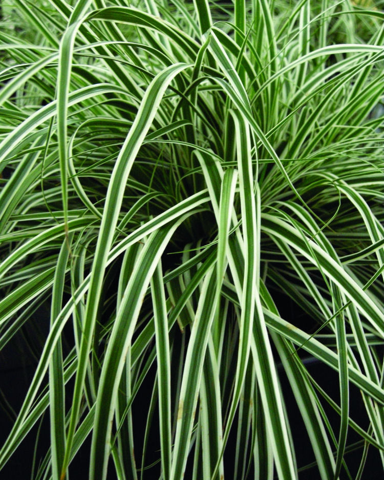 GRASS - CAREX 'EVEREST'  19CM PTW