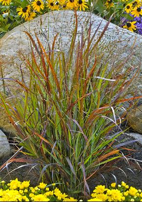 GRASS - PA. 'CHEYENNE SKY'  G3 PW