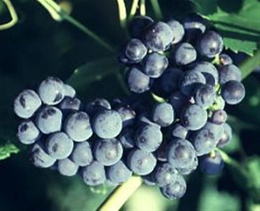 VITIS 'MARS'  19CM PTW
