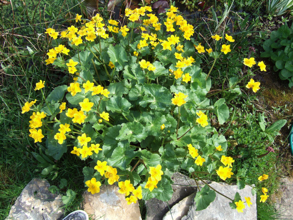 CALTHA PALUSTRIS  19CM/G1 AB
