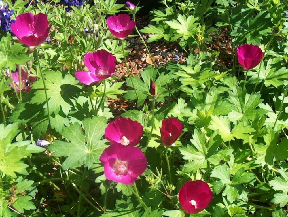 CALLIRHOE INVOLUCRATA  G2 AB