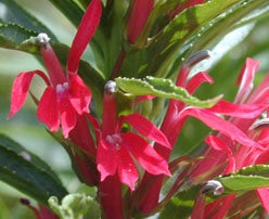LOBELIA CARDINALIS 19CM/G1 AB