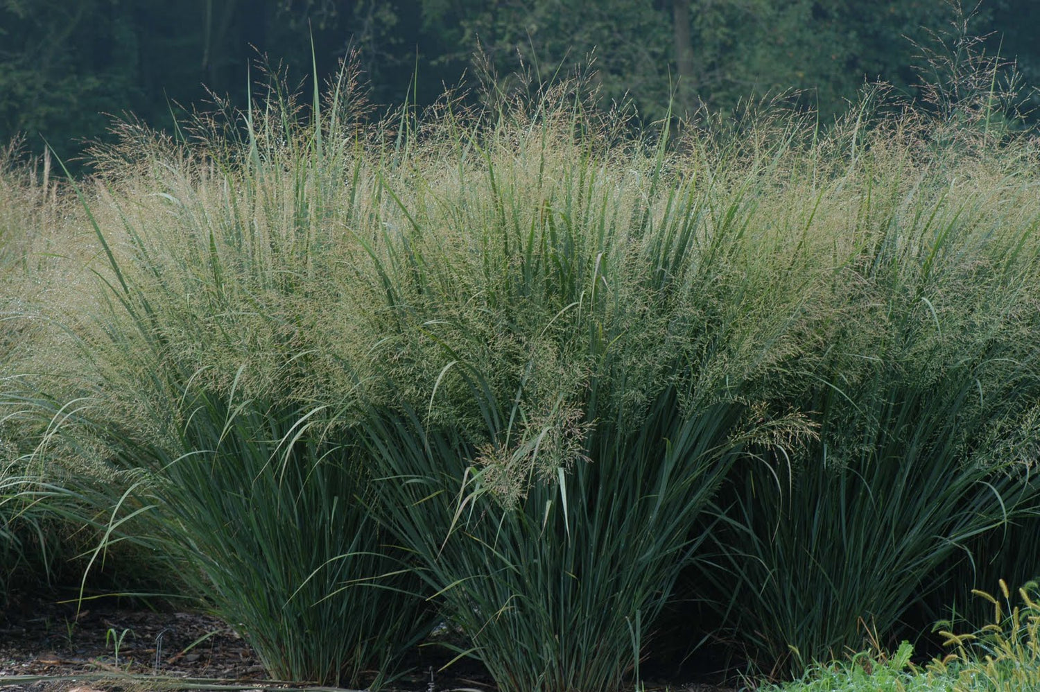 GRASS - PA. 'NORTHWIND'  G2 AB