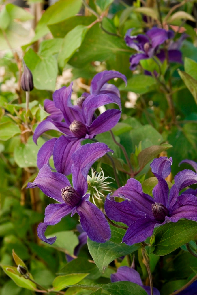 CLEMATIS 'SAPPHIRE INDIGO'  19CM
