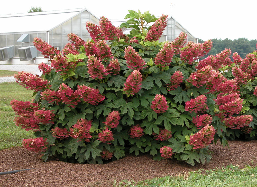 HYDRANGEA QU. 'RUBY SLIPPERS'  G3 12" PTW