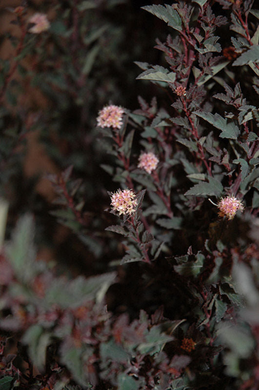 PHYSOCARPUS O. 'LITTLE DEVIL'™  G3 15" FE