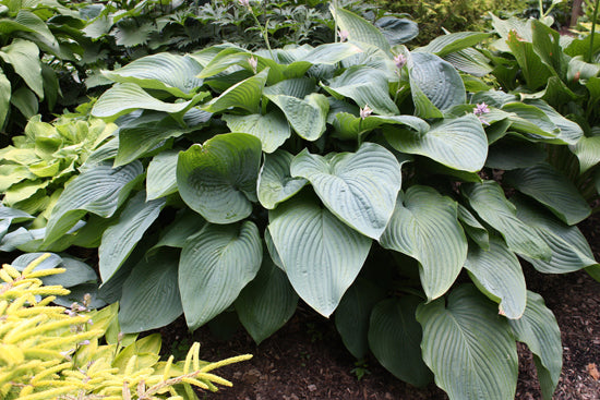 HOSTA 'EMPRESS WU'  19CM PW