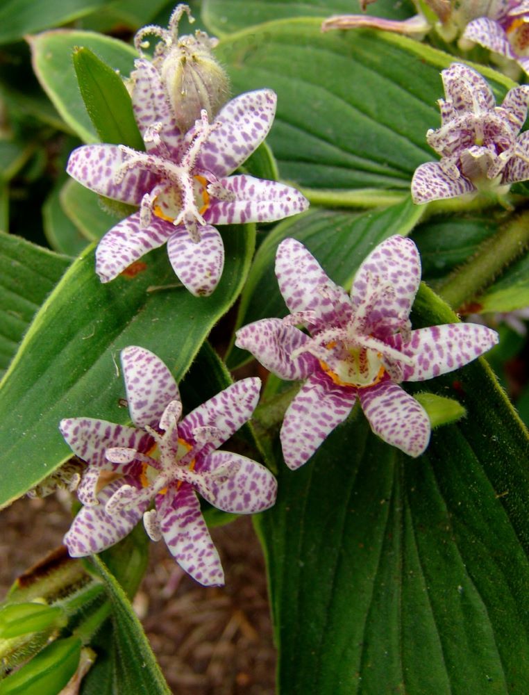 TRICYRTIS F. 'SAMURAI'  19CM