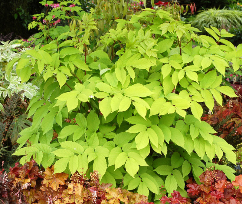 ARALIA C. 'SUN KING'  G1