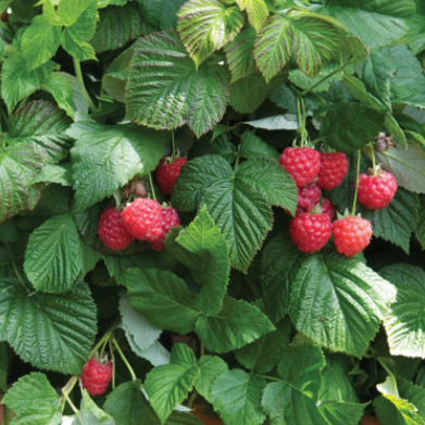 Image RUBUS 'RASPBERRY SHORTCAKE'  G2 RAZ
