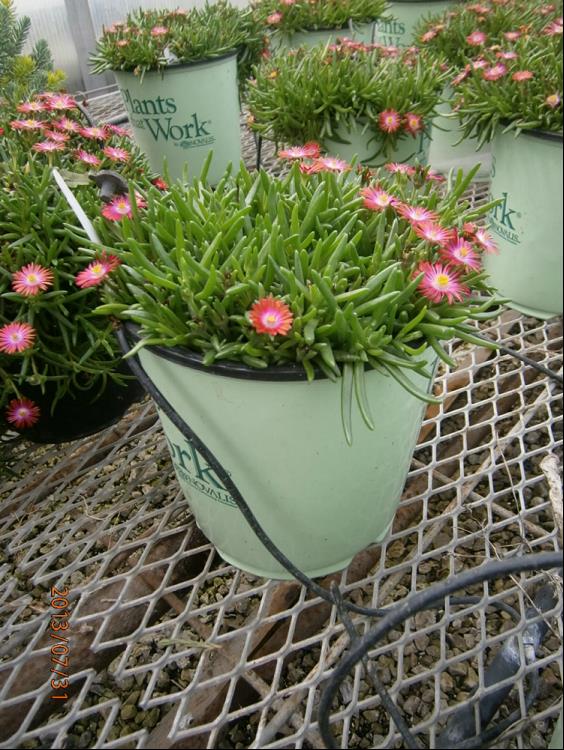 DELOSPERMA 'FIRE SPINNER'  19CM PTW