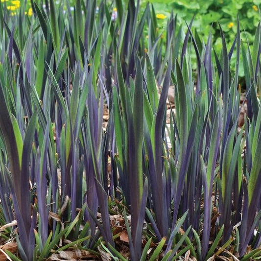 IRIS VERSICOLOR 'PURPLE FLAME' G1 AB