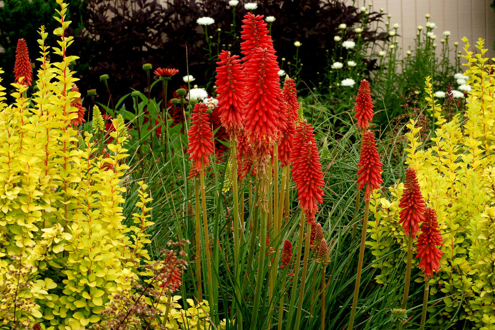 KNIPHOFIA 'REDHOT POPSICLE'  19CM