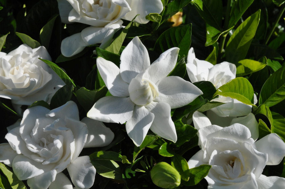GARDENIA JAS. 'SUMMER SNOW'  G1 PTW