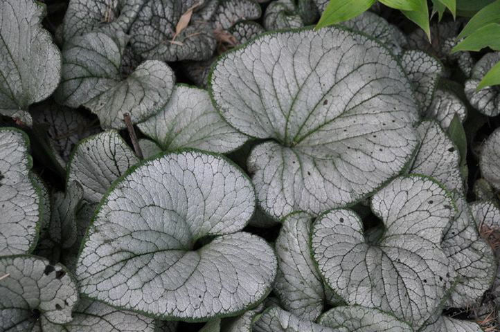 BRUNNERA M. 'SILVER HEART'  19CM PTW