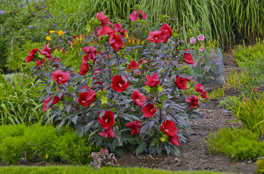Image HIBISCUS X MOS. 'MIDNIGHT MARVEL'  19CM