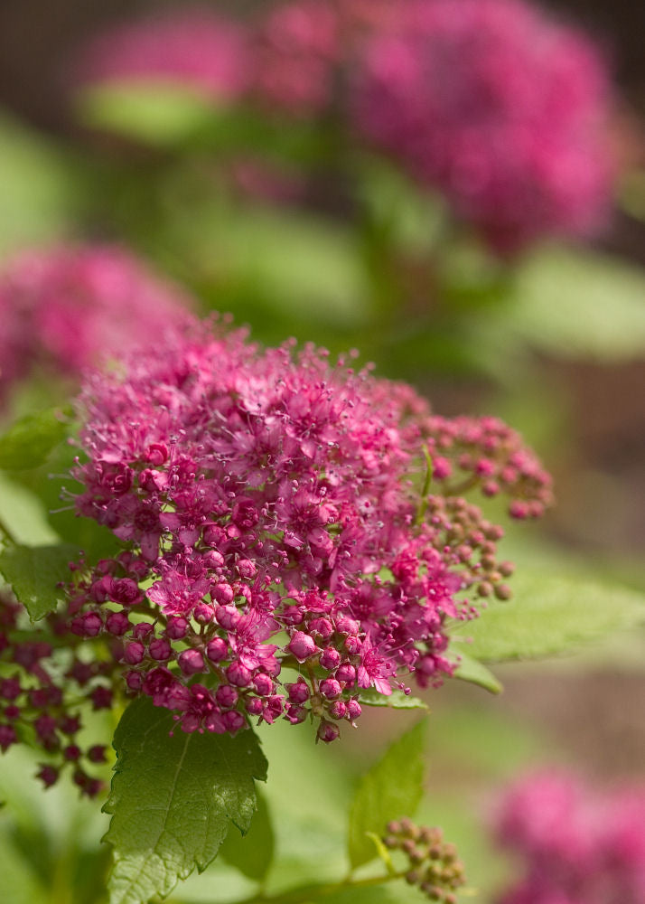SPIRAEA JAP. 'DBL PLAY® GOLD'  G2 10" PW