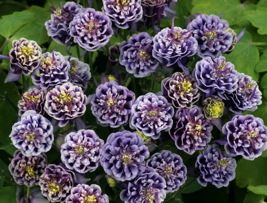 Image AQUILEGIA 'WINKY DBL DARK BLUE & WHITE'  19CM