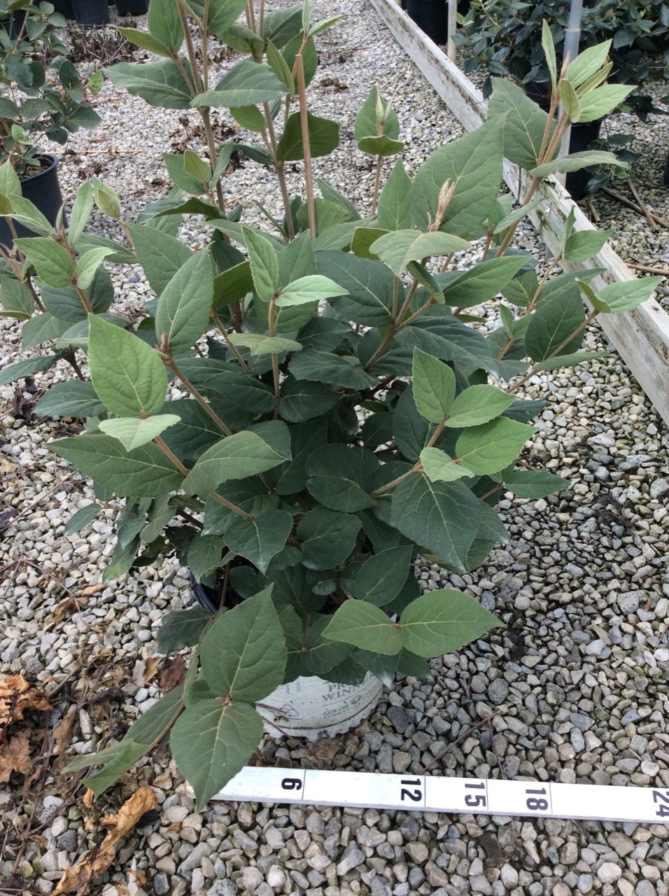 VIBURNUM CARLESII 'SPICE GIRL'®  G3 18" PW