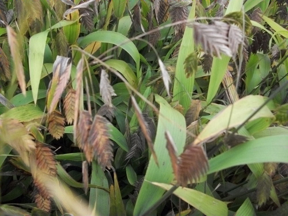 GRASS - CHAS. LATIFOLIUM  19CM AB