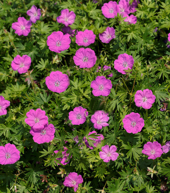 GERANIUM SANGUINEUM 'MAX FREI'  19CM