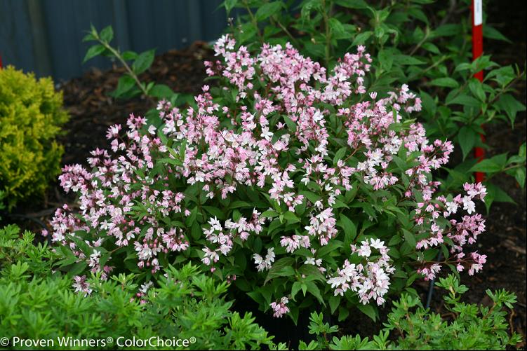 DEUTZIA 'YUKI CHERRY BLOSSOM'® G2 12" PW