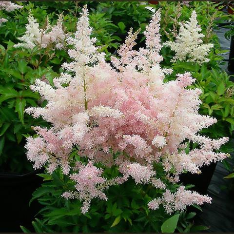 ASTILBE 'YOUNIQUE PINK'  19CM