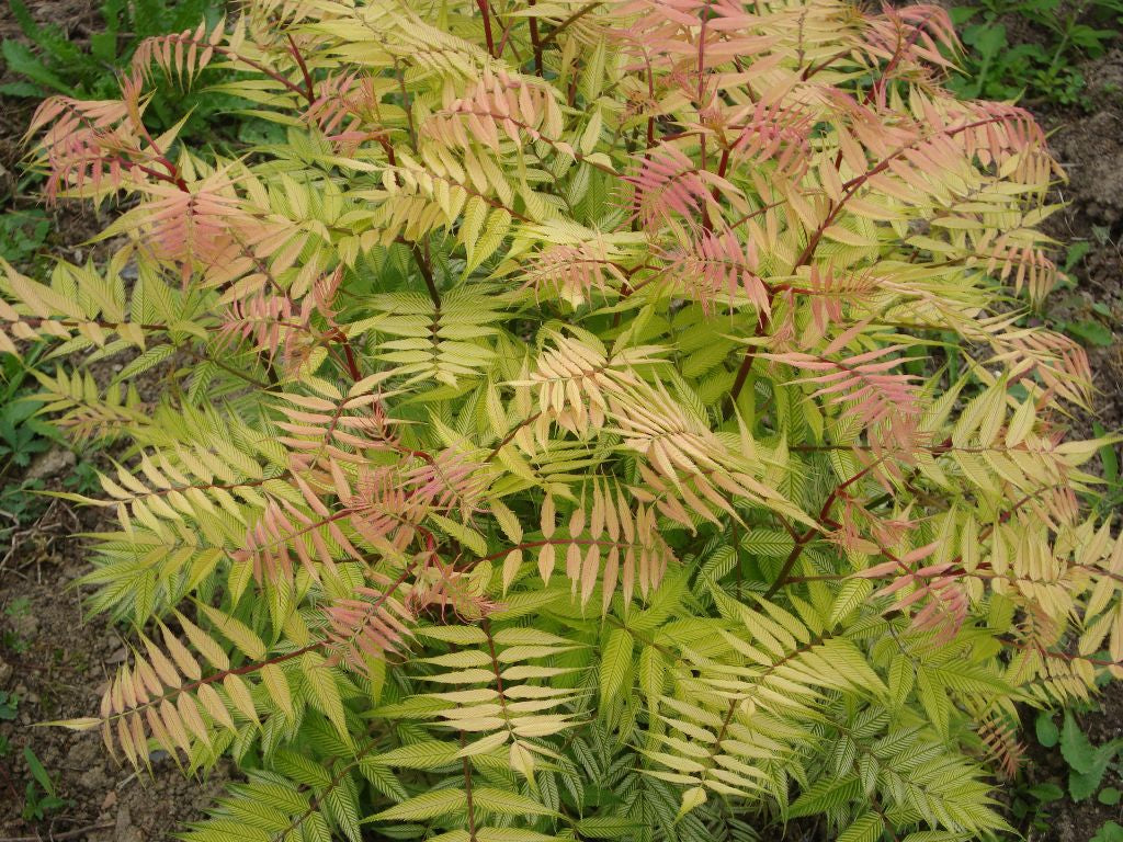 SORBARIA 'SEM'  G3 15"