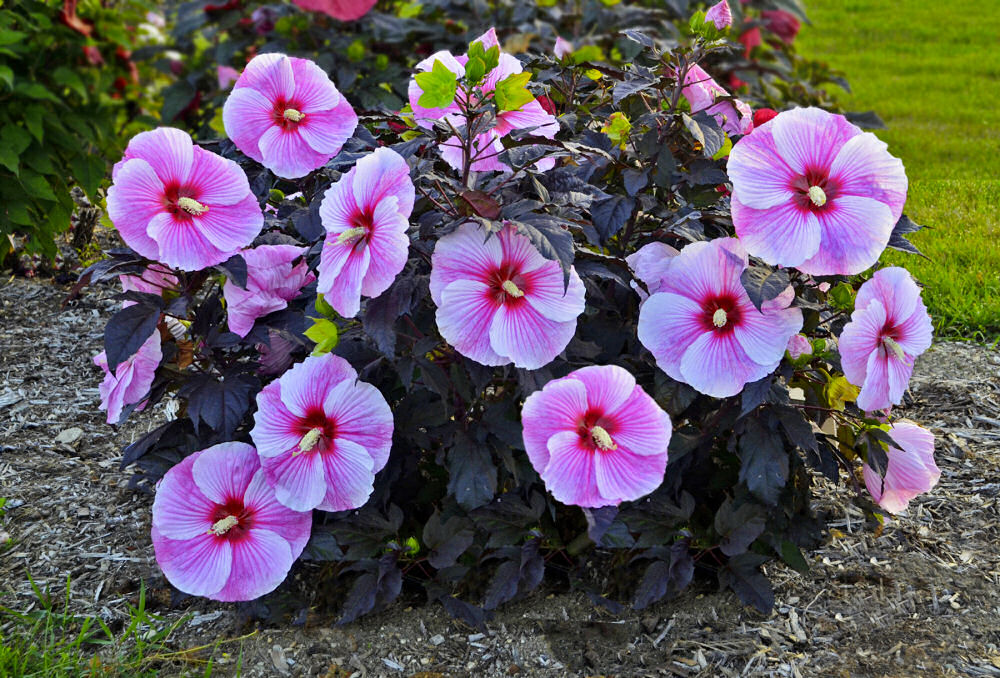 HIBISCUS 'STARRY NIGHT'  G2 PTW