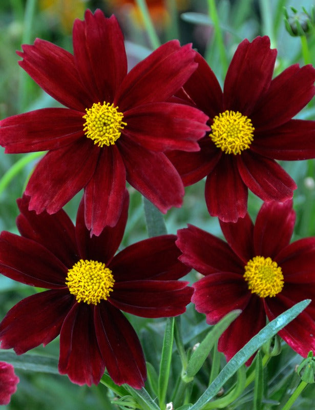 Li’l Bang™ Red Elf Tickseed (COREOPSIS X LIL BANG RED ELF) - 1 gallon