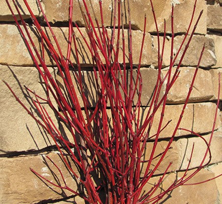 CORNUS A. 'CAYENNE'  G3 FE