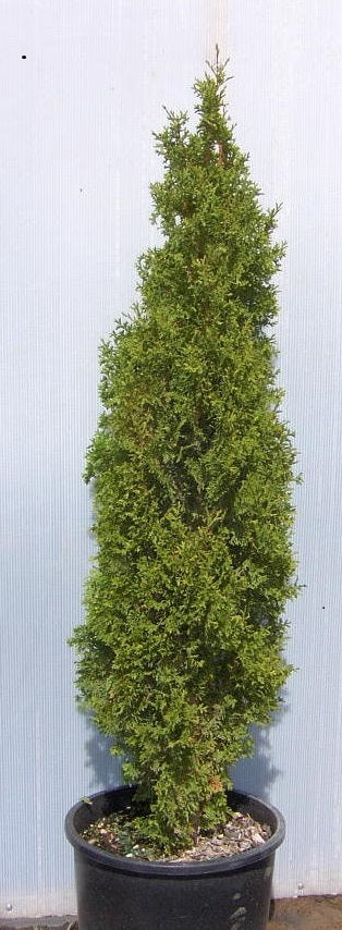 THUJA OCC. 'DEGROOT'S SPIRE'  G3 24"