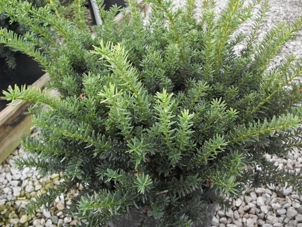 TAXUS MEDIA 'WARDII'  G3 12"