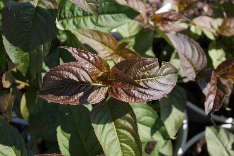 DIERVILLA S. 'KODIAK BLACK'® G3 12"  PW